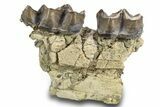 Fossil Titanothere (Megacerops) Jaw Section - South Dakota #300019-3